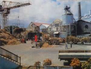 St Philip Barbados sugar factory 1950s