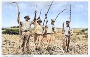 Sugar Cane Harvesters - Barbados
